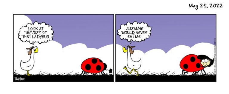 LadyBug Season (05252022)