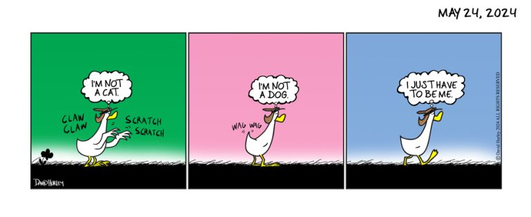 No Duck Dog (05242024)
